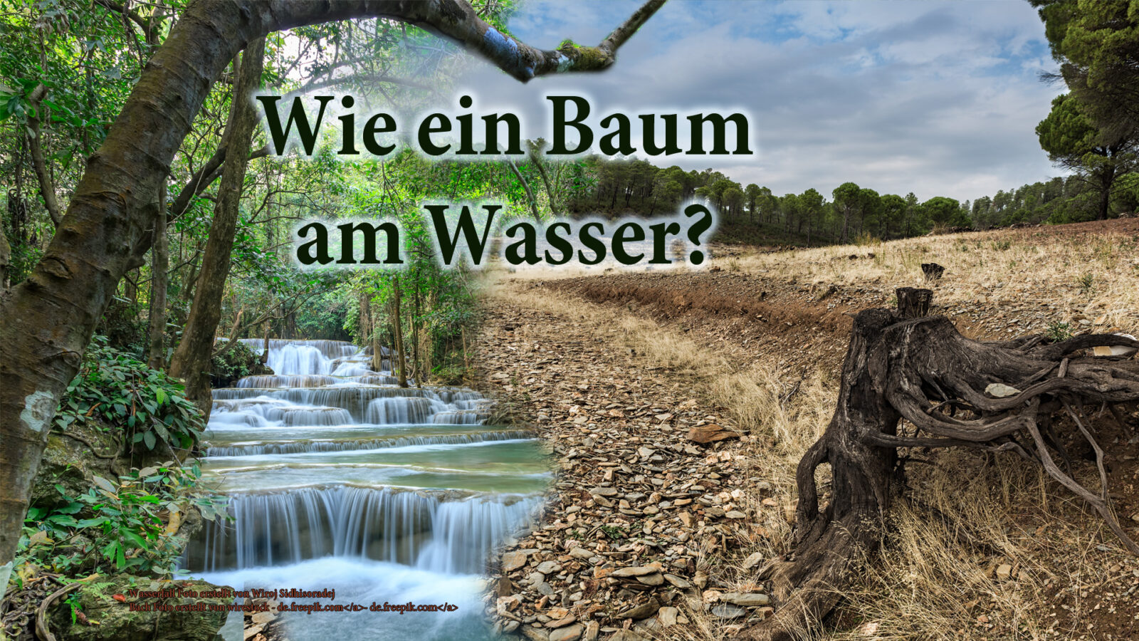 21. Aug.“Wie ein Baum am Wasser?“ FEZ